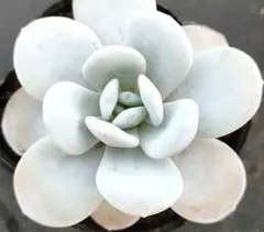 じぇむ様専用メルカリ便付 真っ白ふっくら　原種ラウイ＋パープルディライト錦