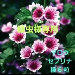 緑虫様 リクエスト 2点 まとめ商品