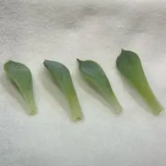 ミックスベリア おらいさん苗⭐️064 白玉美尻 葉挿し4枚セット⭐️ もぎ立て！