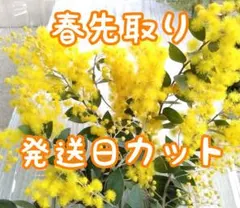2026年最新】ミモザ枝の人気アイテム - メルカリ