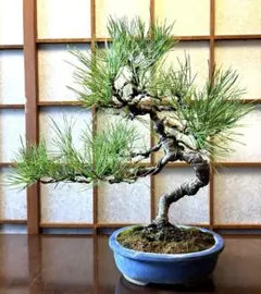 2025年最新】盆栽 赤松の人気アイテム - メルカリ