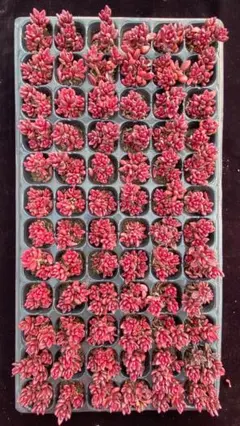CY1123　エッフェル錦　72苗　多肉植物　土と根付き エケベリア 韓国苗