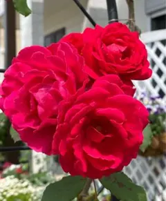 鮮やかな赤色の薔薇苗(ツル薔薇)のサムネイル