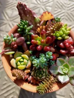 カラフルꔛ‬せっと デラックス マスカエンセ トップアンドスター ウィンクレリー