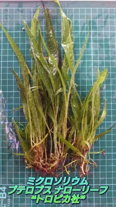 K♡K♡H様 リクエスト 2点 まとめ商品