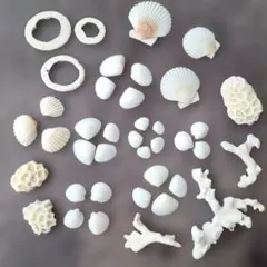 白の世界 ホワイト貝殻とサンゴ カシパン 博物館 アート コレクション