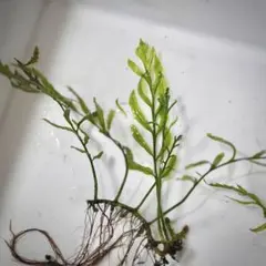 2026年最新】ボルビティスの人気アイテム - メルカリ