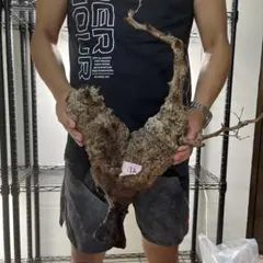 172 オペルクリカリア パキプス 現地球 新鮮良株 ベアルートのサムネイル