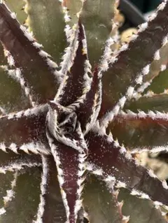 ディッキア Dyckia Code NW-27 Bill Baker - メルカリ