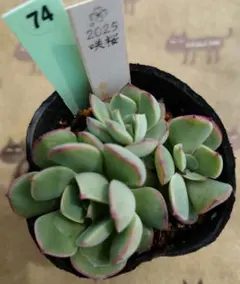 user_7a77ebd9様 リクエスト 2点 まとめ商品