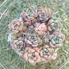 キャラメルの妖精　10カット♪　多肉植物　エケベリア　セダム　1