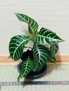 マサやん様 リクエスト 2点 まとめ商品