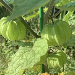 ❁ゴールデンベリー20粒❁ 食用ほおずきのサムネイル