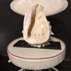 貝殻標本 自然な形状 インテリア装飾用