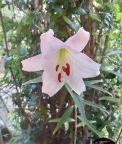 K*1様 山野草・ササユリ苗・画像の今期開花苗お届けいたします。ユリ苗