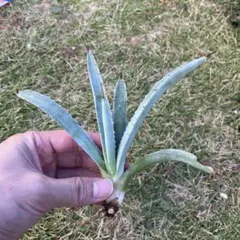 DoMDooM様 リクエスト 2点 まとめ商品