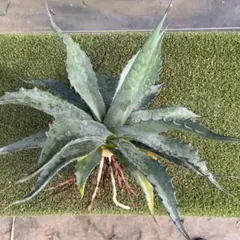 2025年最新】ドライガーデンの人気アイテム - メルカリ