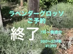 ラベンダーグロッソ 7月～ご予約 - メルカリ