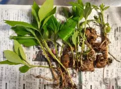 ラスト1★菊芋の苗 5株 家庭菜園☆血糖値、高血圧の改善、健康管理やダイエットのサムネイル