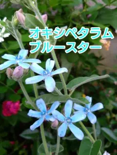 ラッキーたま様 リクエスト 2点 まとめ商品