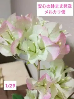 2026年最新】ブーゲンビリアの人気アイテム - メルカリ