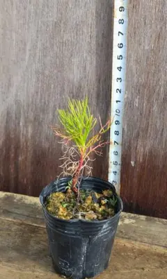 セルリア　フロリダ苗のサムネイル