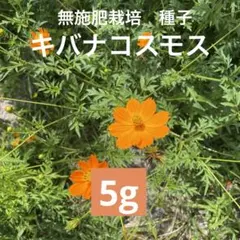 【増量中】キバナコスモスの種　黄花秋桜　オレンジ　たっぷり5gのサムネイル