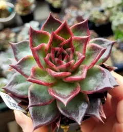 z*e様 黒銀姫　ミックスベリア　おらいさん　土付き発送　多肉