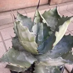 2025年最新】アガベコロラータの人気アイテム - メルカリ