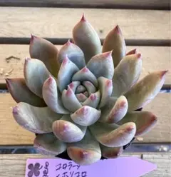 にゃ。様 リクエスト 2点 まとめ商品