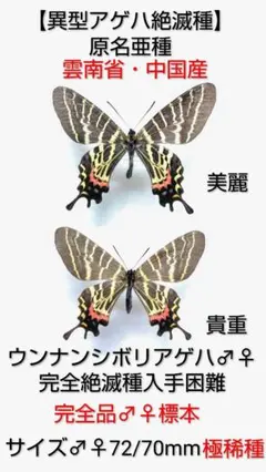 2026年最新】標本 シボリアゲハの人気アイテム - メルカリ
