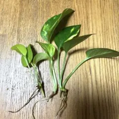 観葉植物　ポトス　ライム&ゴールデン　2種　抜き苗のサムネイル