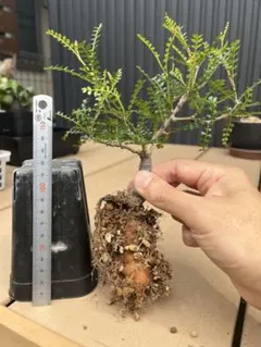 オペルクリカリア パキプス 塊根植物、パワータンク付き 番号1のサムネイル