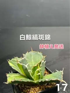 2026年最新】白鯨錦の人気アイテム - メルカリ