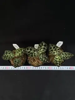新入荷ジュエルオーキッド マコデス ペトラ プラチナム ブラック