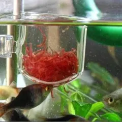 アクアリウム ポット 熱帯魚 水草ポット フィーダーカップ フィーダーフロートのサムネイル