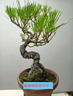 赤松 盆栽 鉢植え 樹齢18年 - メルカリ