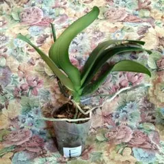 2025年最新】胡蝶蘭の人気アイテム - メルカリ