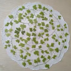 No.79-862 緑の葉っぱ ツルシノブ 小さなサイズ／押し花素材