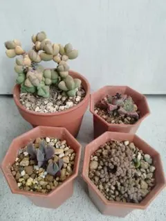 あめたん【プロフご一読ください】様専用出品！