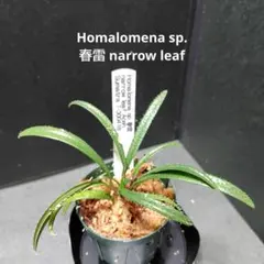 Homalomena sp. 春雷 narrow leafのサムネイル
