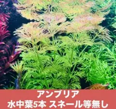 かねちゃん様 リクエスト 2点 まとめ商品