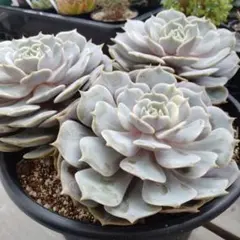 2025年最新】多肉 ローラ錦の人気アイテム - メルカリ