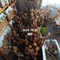 オオウバユリ ９０本！！ベージュのドライフラワー オオウバユリ 90本！！ベージュのドライフラワー