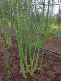 maririn0814様　アスパラ大苗4分け＋1900円小苗