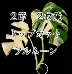 新葉（新芽）有り／斑入り／ホワイトタイガー　モンステラ／成長点有り　ミント斑入りのサムネイル