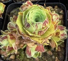 新入荷　グリーノビア　墨染　アエオニウム　I苗　多肉植物　休眠期
