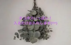 ユーカリ ポポラス 切り枝 検 ドライフラワー 花材