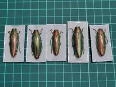 2026年最新】タマムシ 標本の人気アイテム - メルカリ