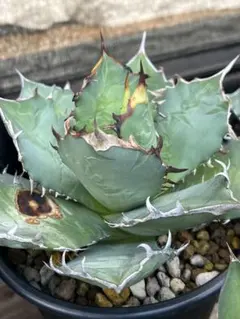 【特大】姫厳龍　大株 姫厳龍 | STORES